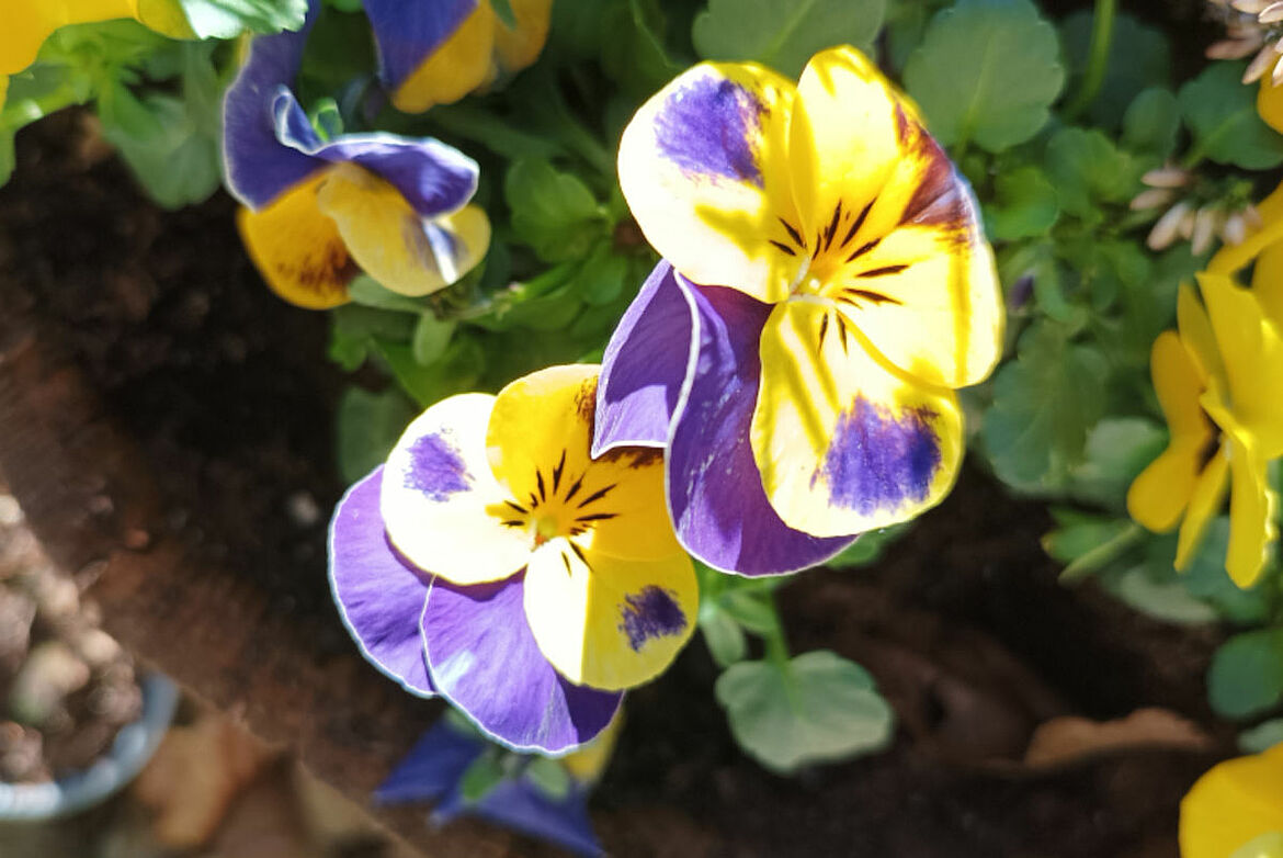 Ein Bild von gelb-blauen Stiefmütterchen